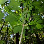 Acer pseudoplatanus Casca