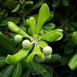 Pittosporum tobiraपत्ता