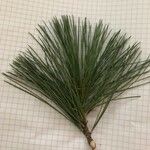 Pinus peuce Leht