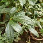 Ardisia crenata Blad