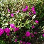 Rhododendron ferrugineum عادت داشتن