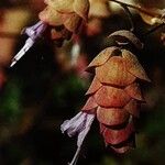 Origanum dictamnus Flower