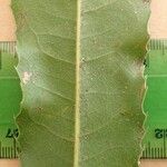 Macadamia tetraphylla Lehti