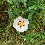 Cistus ladanifer Λουλούδι