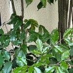 Leea guineensis পাতা