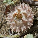 Neurada procumbens Fruit