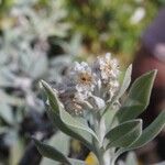 Helichrysum melaleucum Fruit