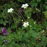 Parnassia nubicola عادت