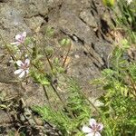 Erodium tordylioides Blüte