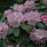 Rhododendron vernicosum Floare