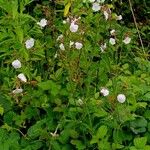 Silene latifolia Habit