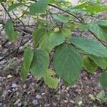 Hamamelis virginianaLeaf