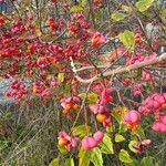 Euonymus latifolius Flor