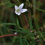 Campanula aparinoides Habit