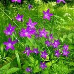 Campanula patulaBlomst