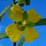 Ludwigia octovalvis Flower