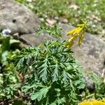 Corydalis aurea Liść