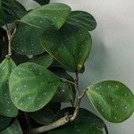 Ficus deltoidea Fuelha