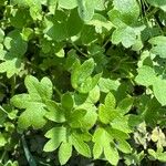 Bowlesia incana Yaprak
