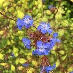 Ceratostigma willmottianum Çiçek