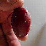 Opuntia ficus-indica Fruitua