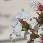Xanthoceras sorbifolium Цвят