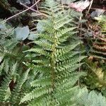 Polystichum setiferum Φύλλο