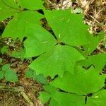 Achlys triphylla Leaf