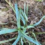 Carex flaccosperma Lehti