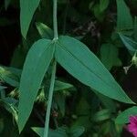 Jasminum beesianum Blatt