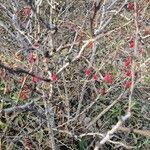 Berberis thunbergiiFruit