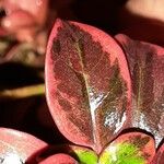 Coprosma repens List