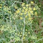 Foeniculum vulgareOther