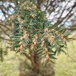 Taxus baccataList