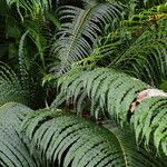 Blechnum gibbum Habit