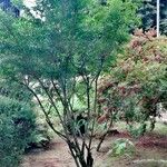 Azara lanceolata Habitus