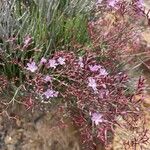 Limonium insigne Flor