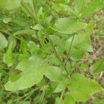 Goodenia ovata Blad