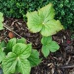 Podophyllum hexandrum Leht