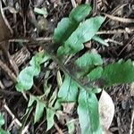 Polypodium cambricum Ліст