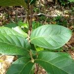 Psidium guineense List