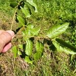 Quercus agrifolia Blad