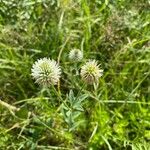 Trifolium montanum Flor