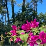 Bougainvillea × buttianaFlower