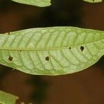 Iryanthera hostmannii 葉
