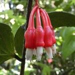 Psammisia ramiflora Flor