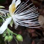 Capparis micracantha Flor