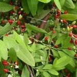 Erythroxylum coca Φρούτο