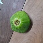 Campomanesia phaea Fruit