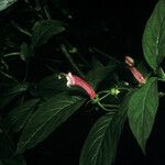 Centropogon cornutus Flower